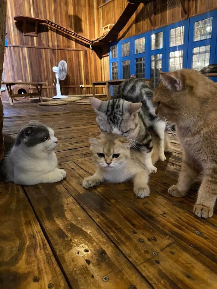 6+ quán cà phê thú cưng Đà Nẵng 2 cà phê thú cưng Đà Nẵng