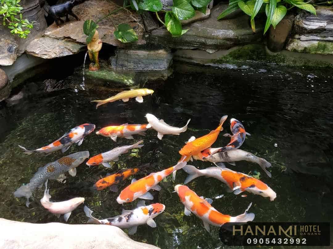 cafe cá Koi Đà Nẵng 