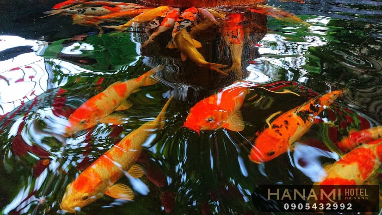 cafe cá Koi Đà Nẵng 