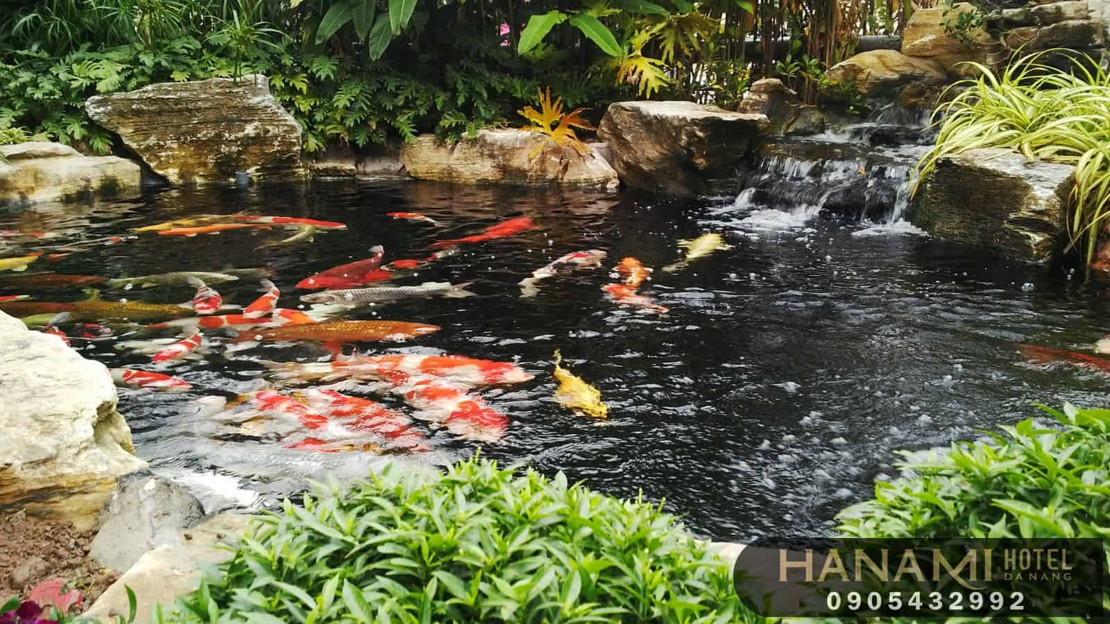 cafe cá Koi Đà Nẵng 