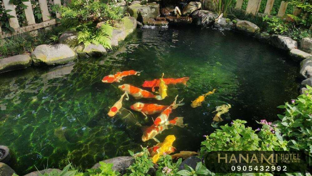 cafe cá Koi Đà Nẵng 