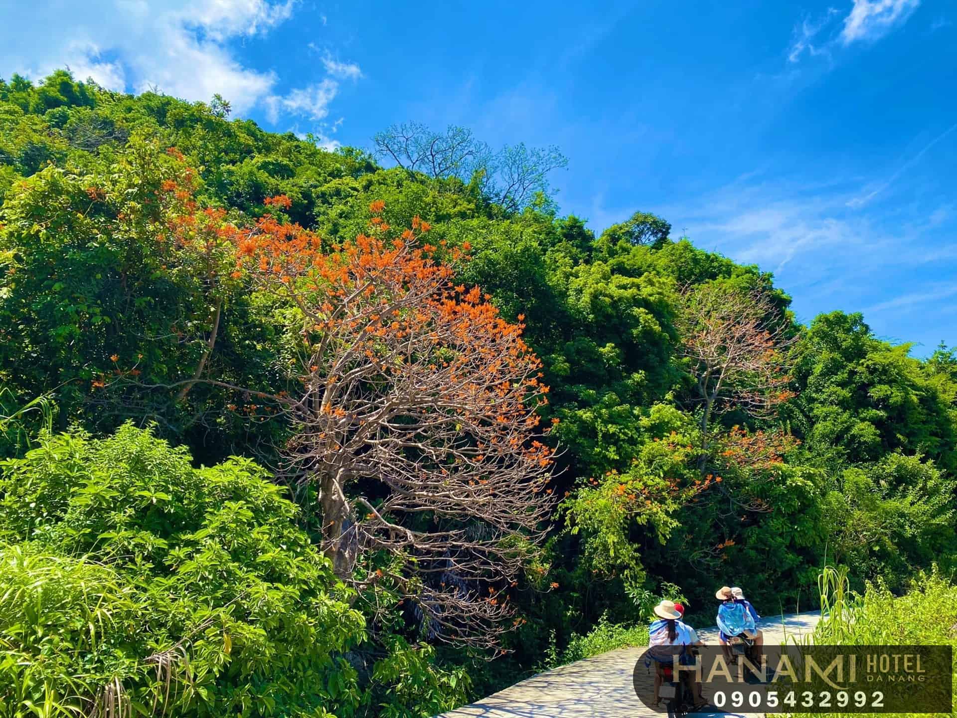 du lịch Cù Lao Chàm