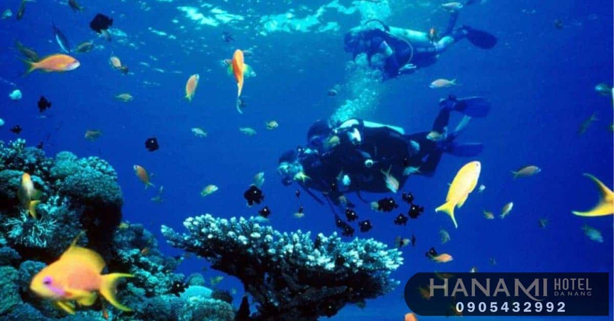 tour lặn ngắm san hô Sơn Trà