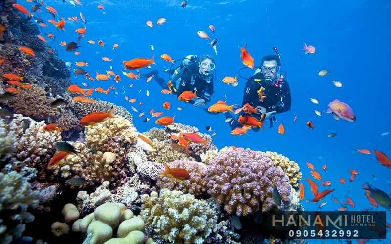 tour lặn ngắm san hô Sơn Trà