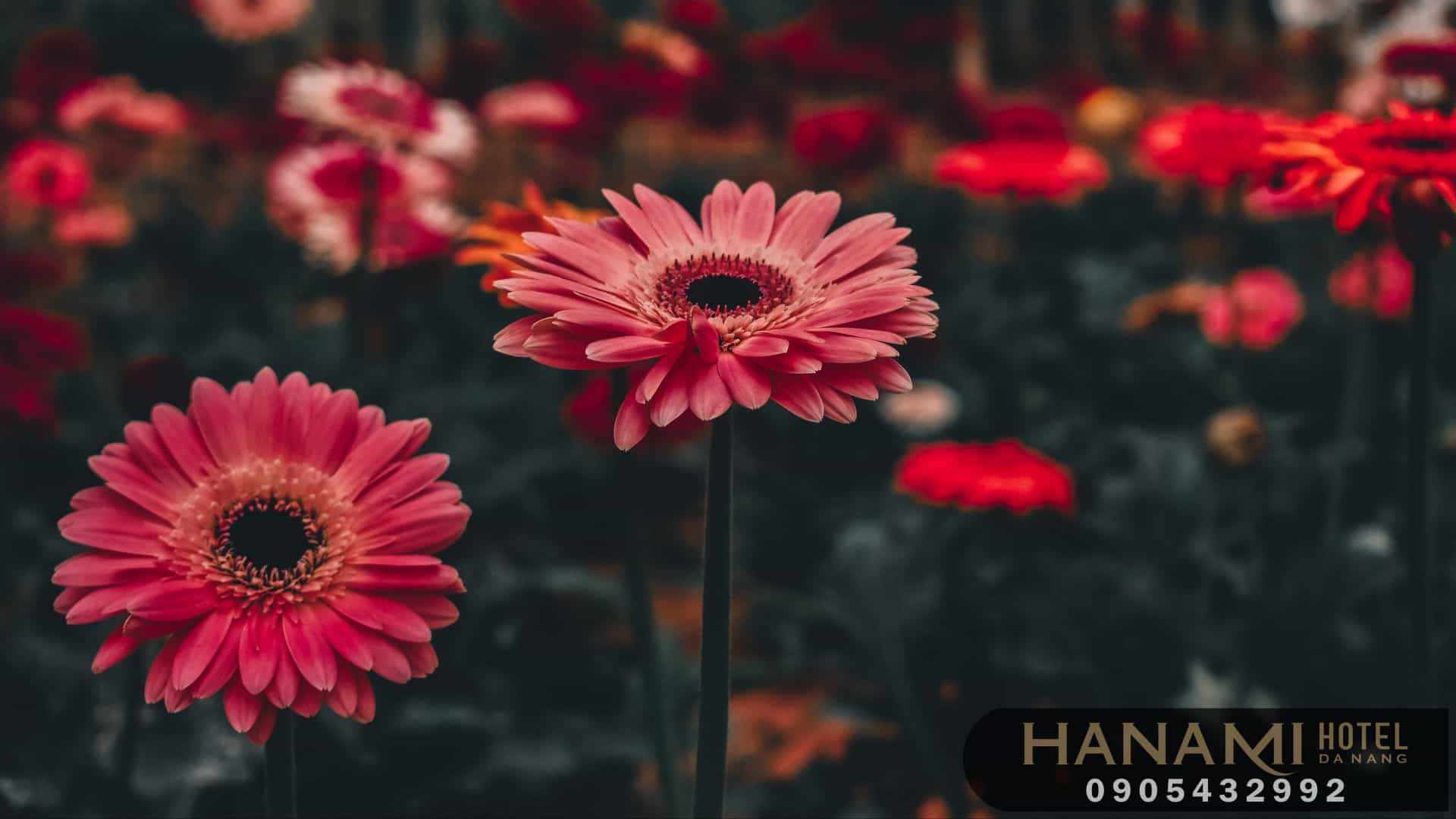 5 Bí Quyết Chọn Hoa Mừng Khai Trương Để Đem Lại Sự Thành Công 10 bí quyết chọn hoa mừng khai trương