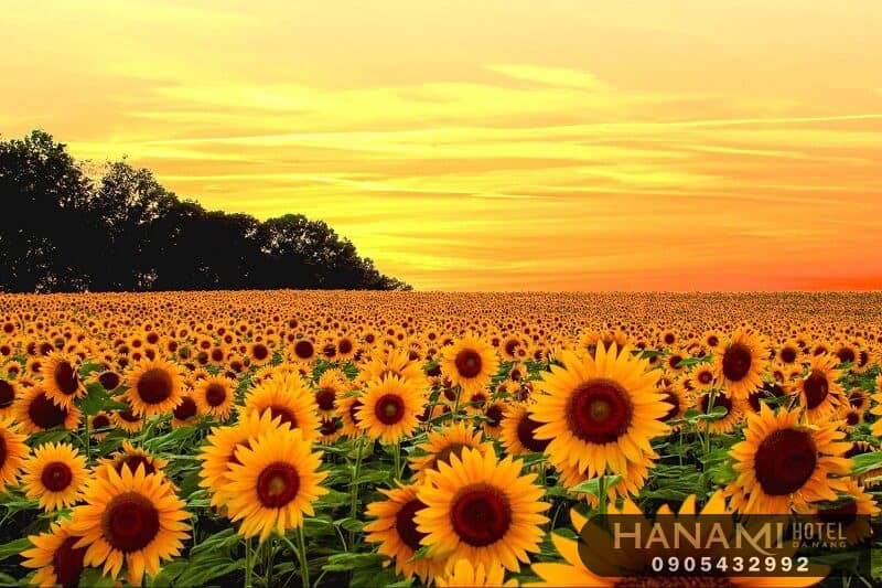 Hoa hướng dương có ý nghĩa gì