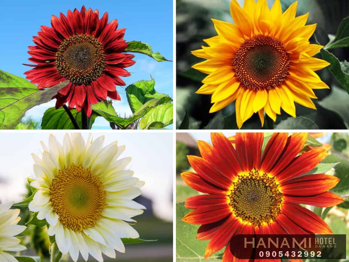 Hoa hướng dương có ý nghĩa gì
