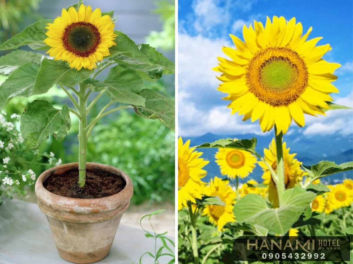 Hoa hướng dương có ý nghĩa gì