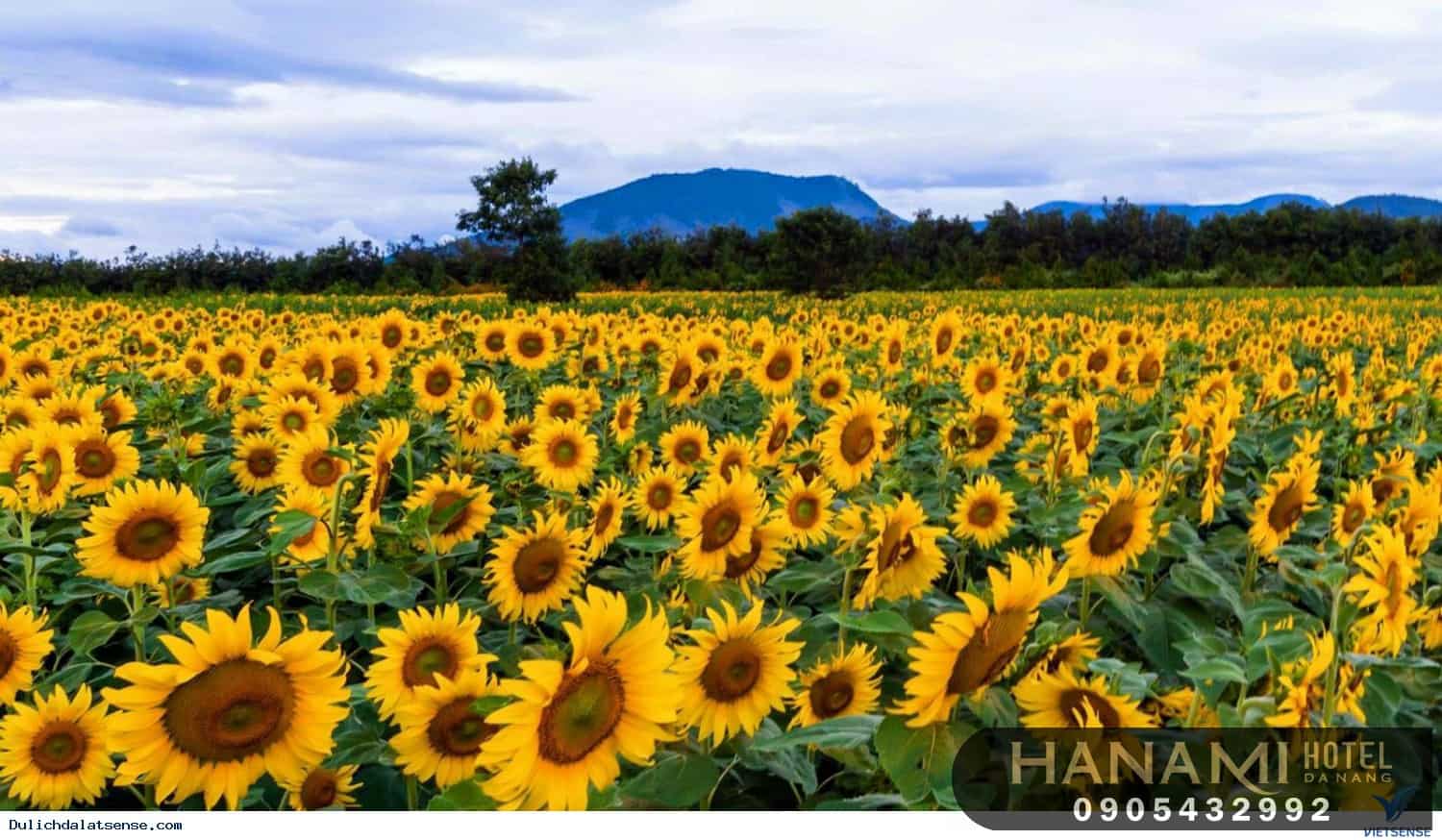 ý nghĩa hoa hướng dương trong tình yêu