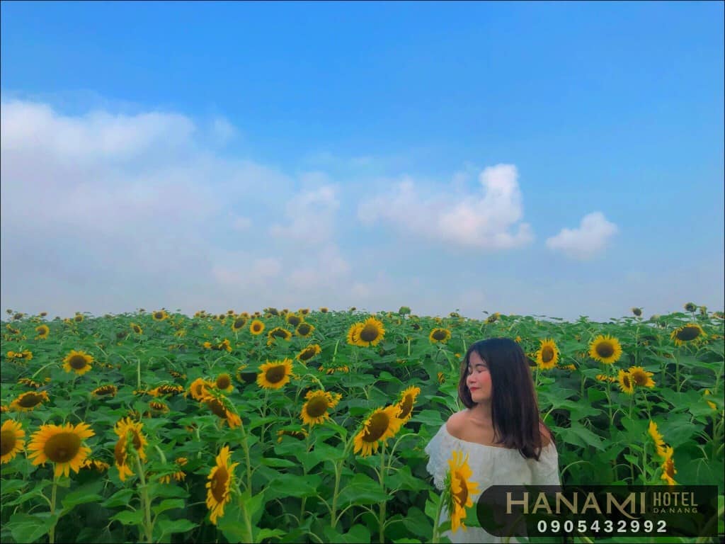 ý nghĩa hoa hướng dương trong tình yêu