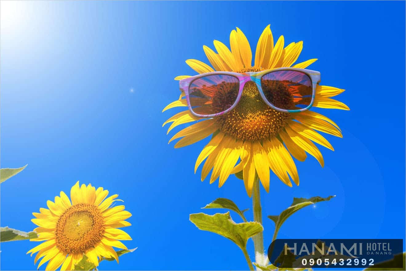 ý nghĩa hoa hướng dương trong tình yêu