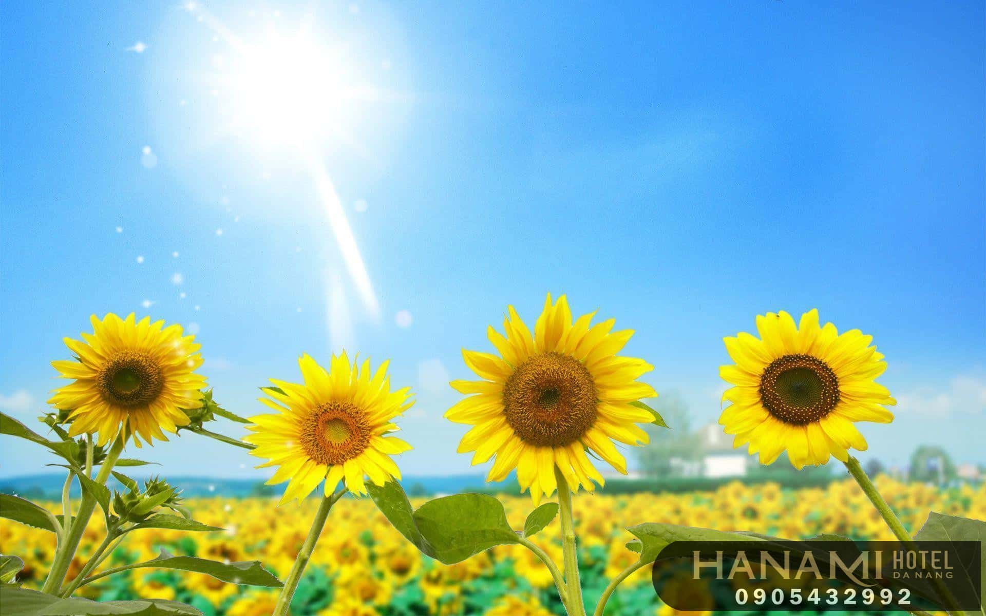 ý nghĩa hoa hướng dương trong tình yêu