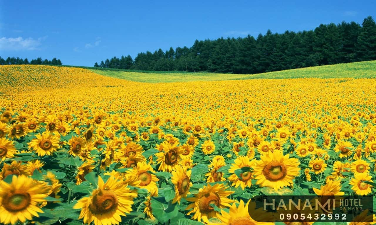 ý nghĩa hoa hướng dương trong tình yêu