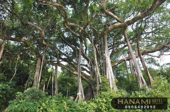 Review Cảng Tiên Sa Đà Nẵng - Cảng biển hút hồn những du khách ghé ngang 15 Cảng Tiên Sa Đà Nẵng