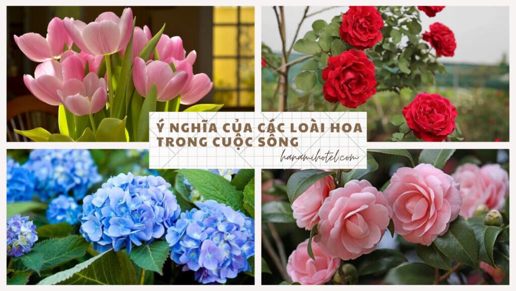 ý nghĩa của các loài hoa trong cuộc sống