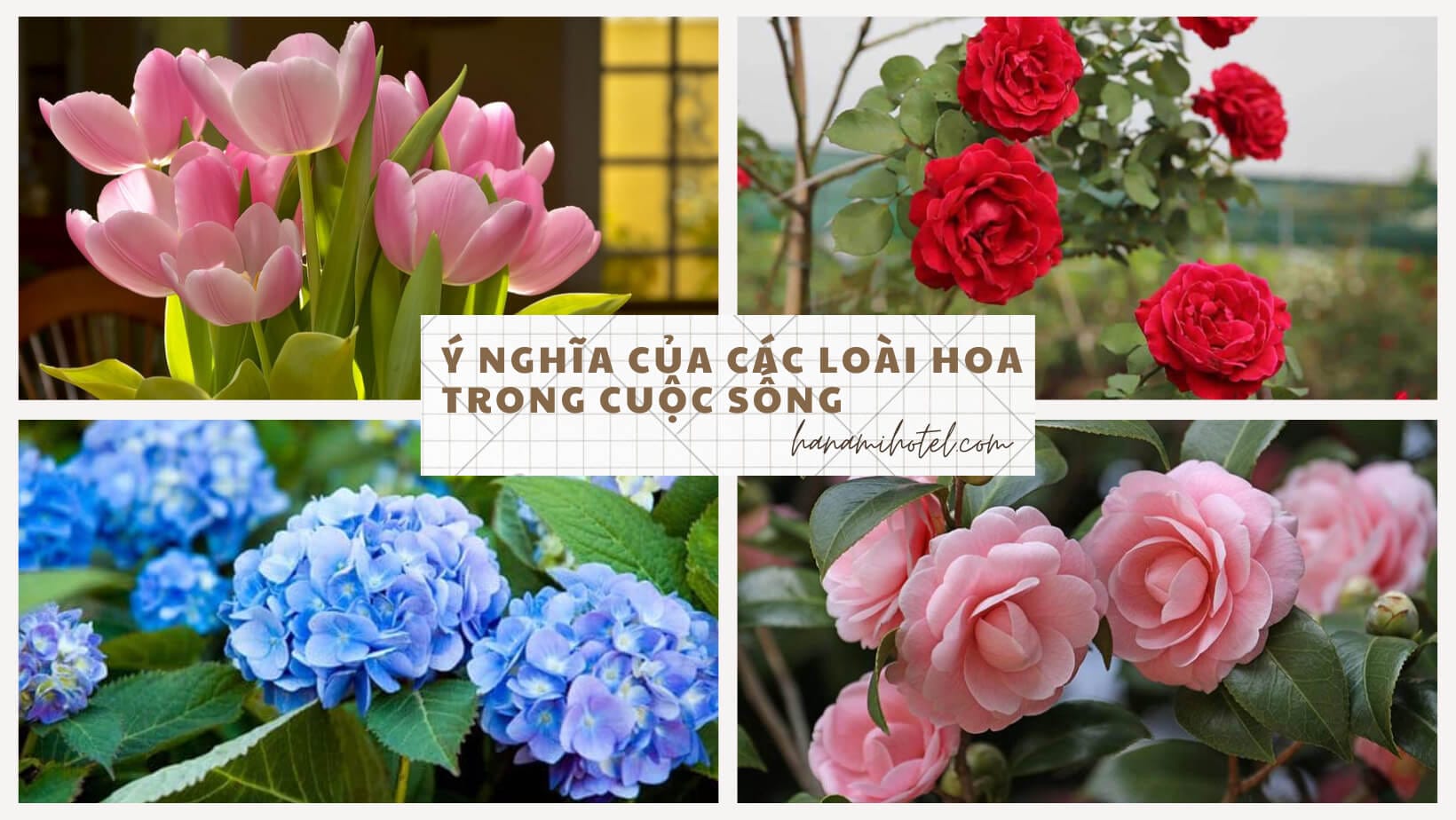  ý nghĩa của các loài hoa trong cuộc sống