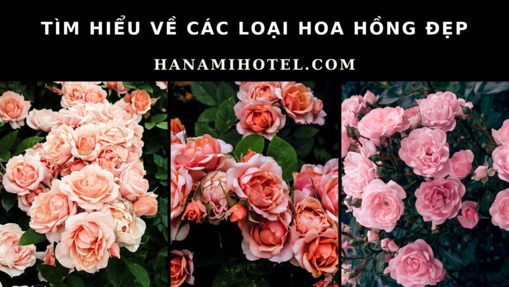 các loại hoa hồng đẹp