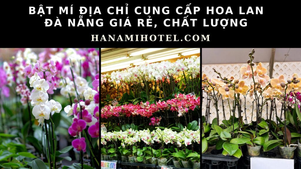 địa chỉ cung cấp hoa Lan Đà Nẵng