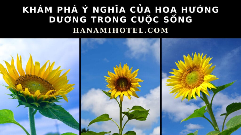 Ý nghĩa của hoa hương dương trong cuộc sống