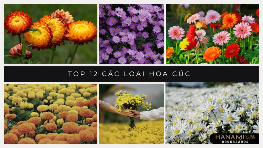 các loại hoa cúc