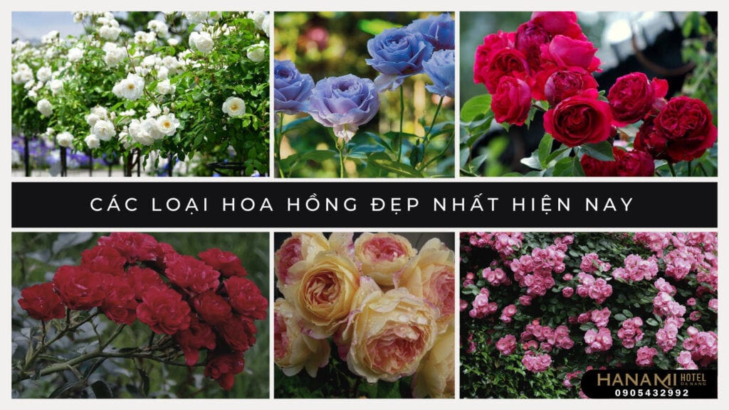 Các loại hoa hồng