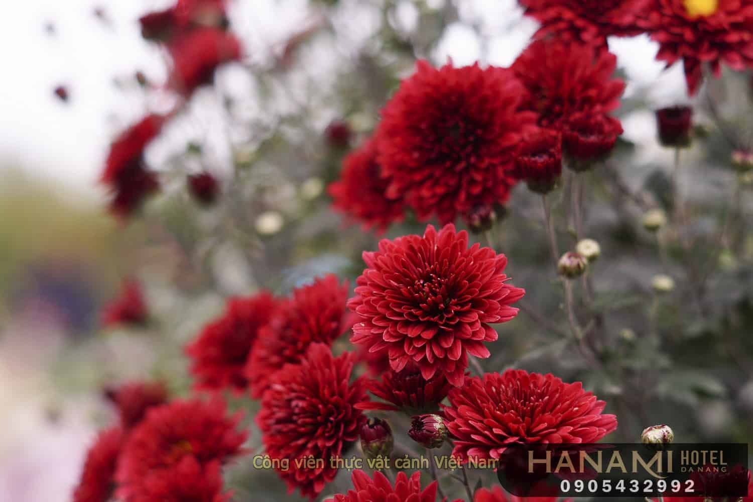 các loại hoa cúc