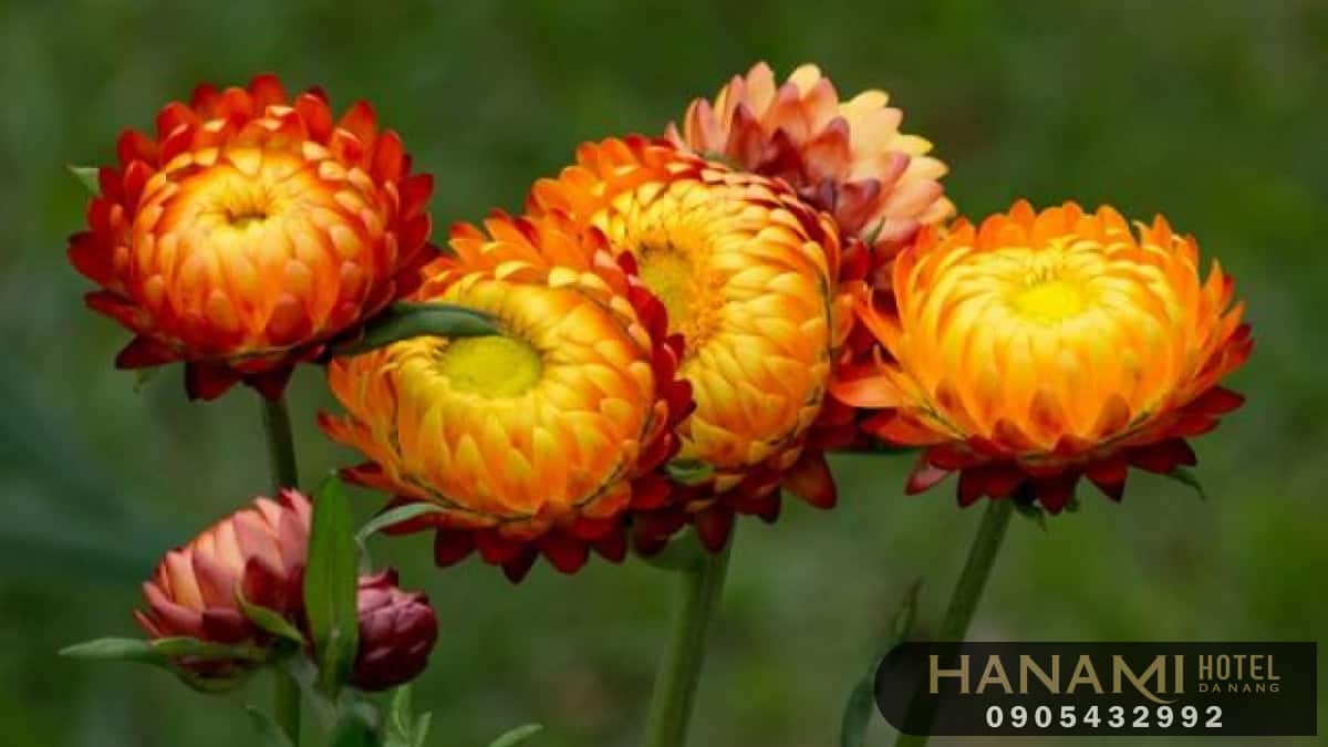 các loại hoa cúc