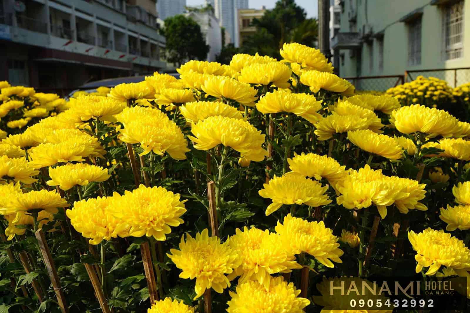 các loại hoa cúc