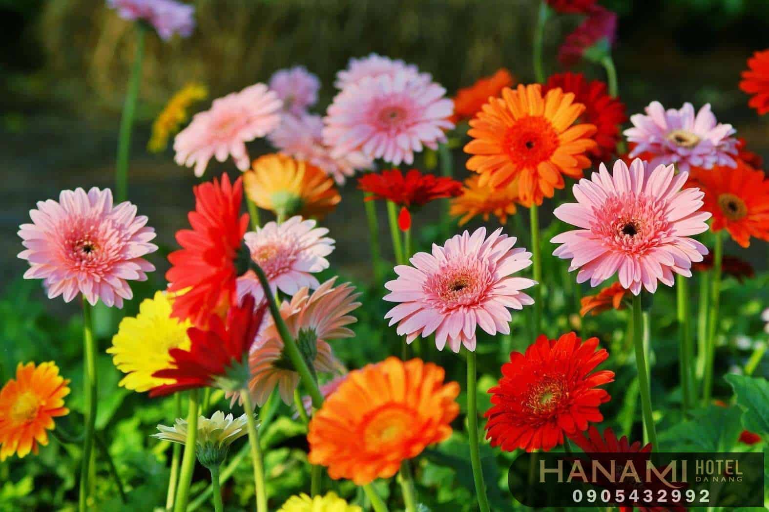 các loại hoa cúc