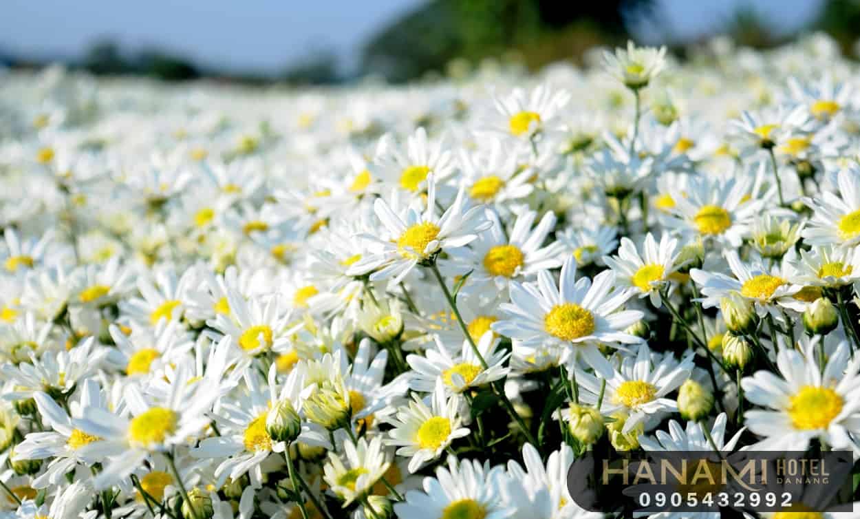 các loại hoa cúc