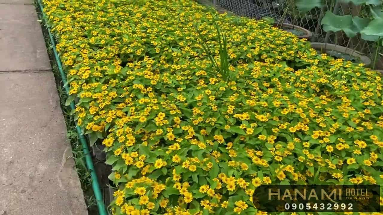 các loại hoa cúc