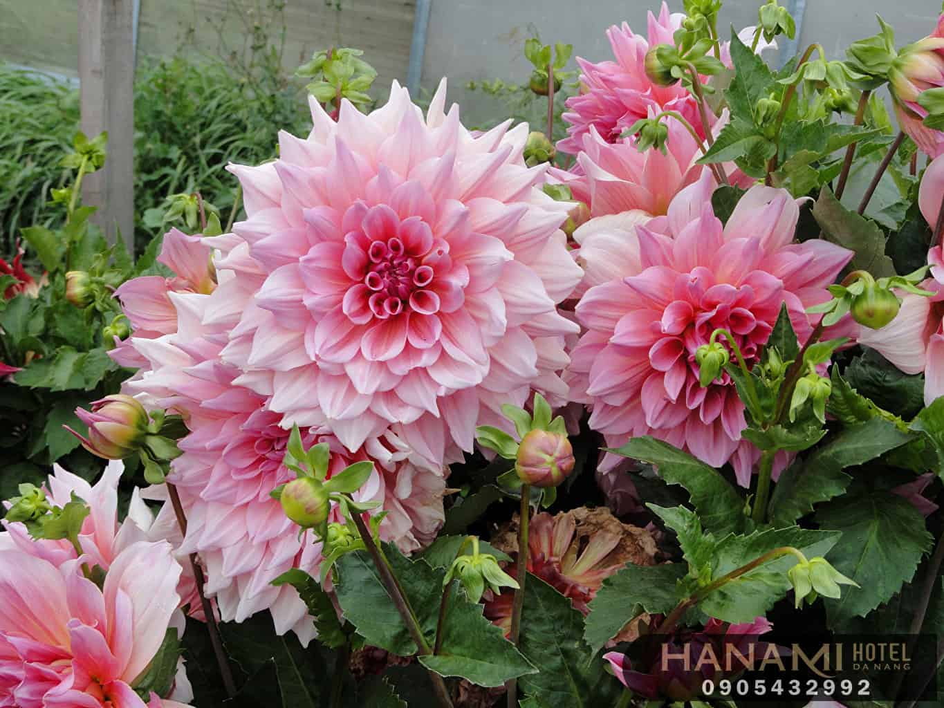 các loại hoa cúc