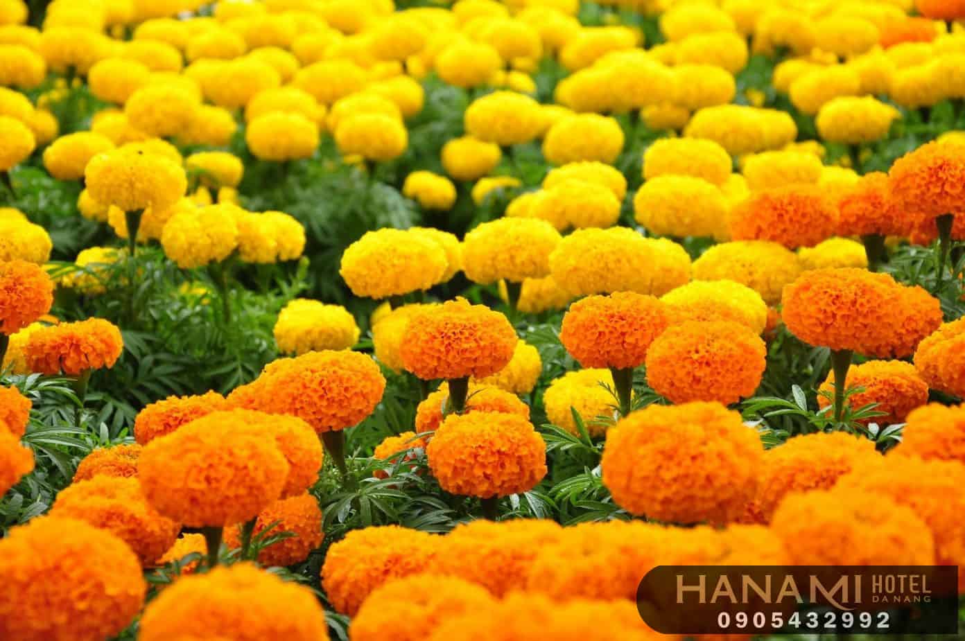 các loại hoa cúc