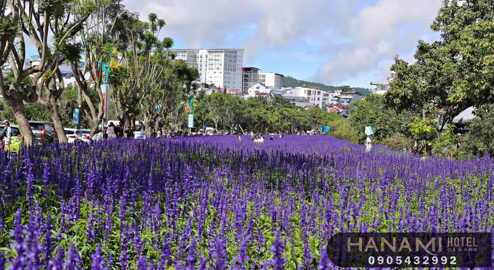 các loại hoa đà lạt