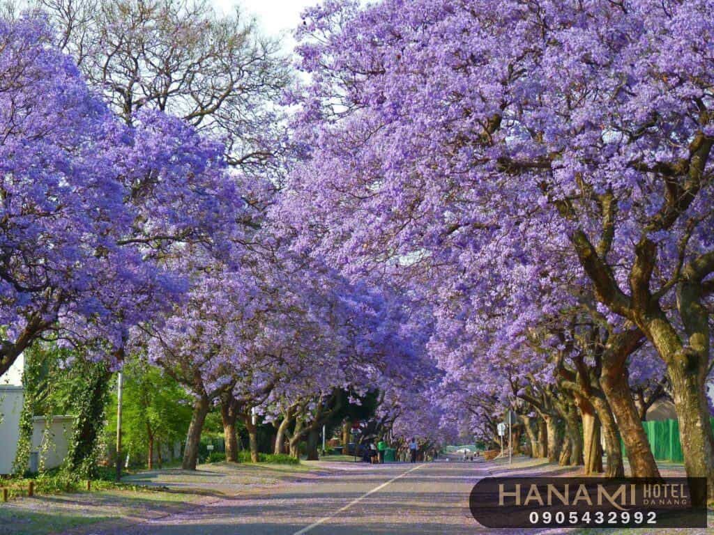 các loại hoa đà lạt