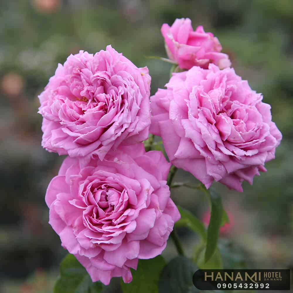 các loại hoa hồng đẹp