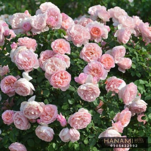 các loại hoa hồng đẹp