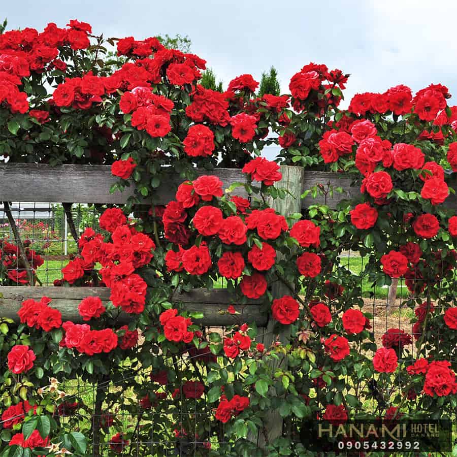 các loại hoa hồng đẹp