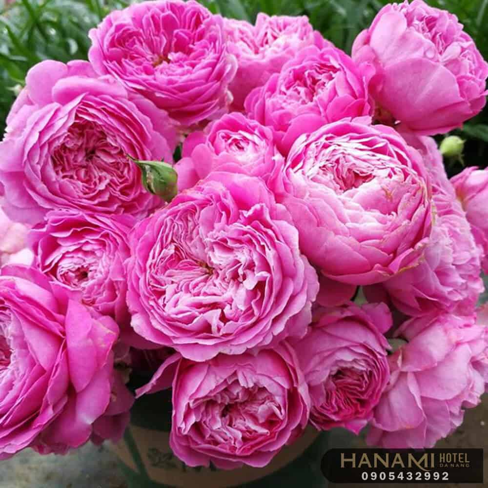 các loại hoa hồng đẹp