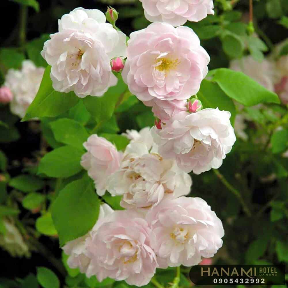 các loại hoa hồng đẹp