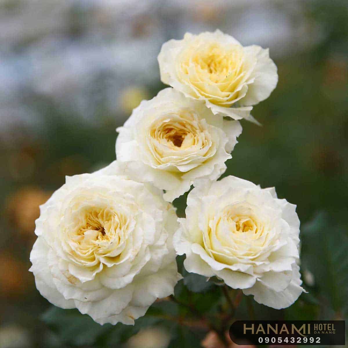 các loại hoa hồng đẹp