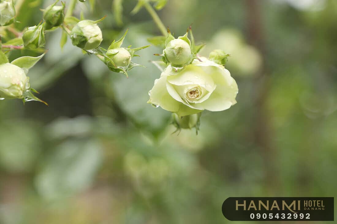 Các loại hoa hồng