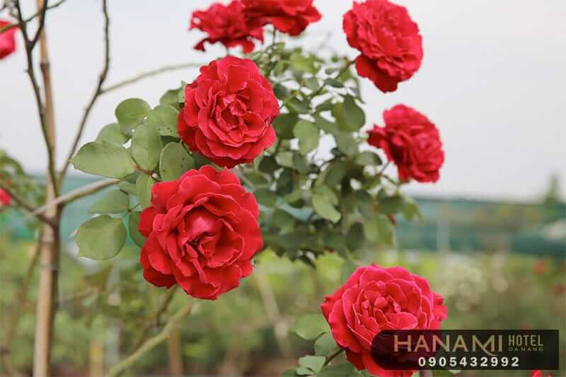 Các loại hoa hồng