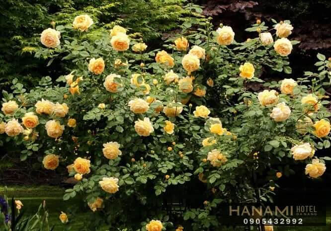 Các loại hoa hồng