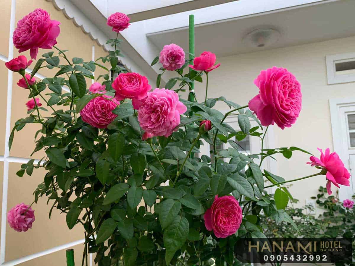 Các loại hoa hồng