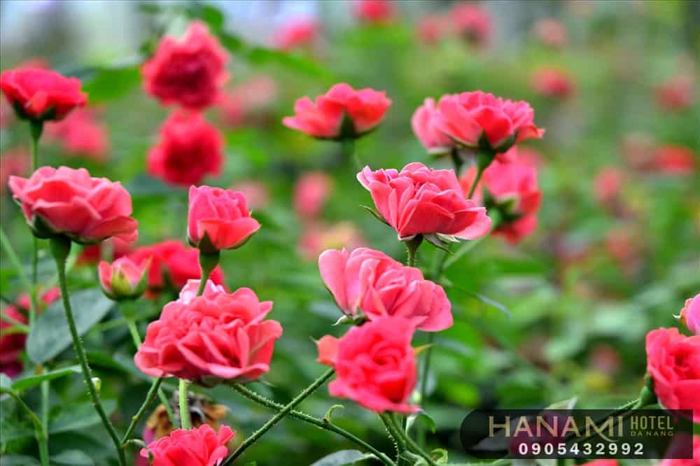 Các loại hoa hồng