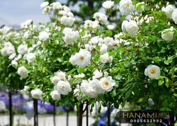 Các loại hoa hồng