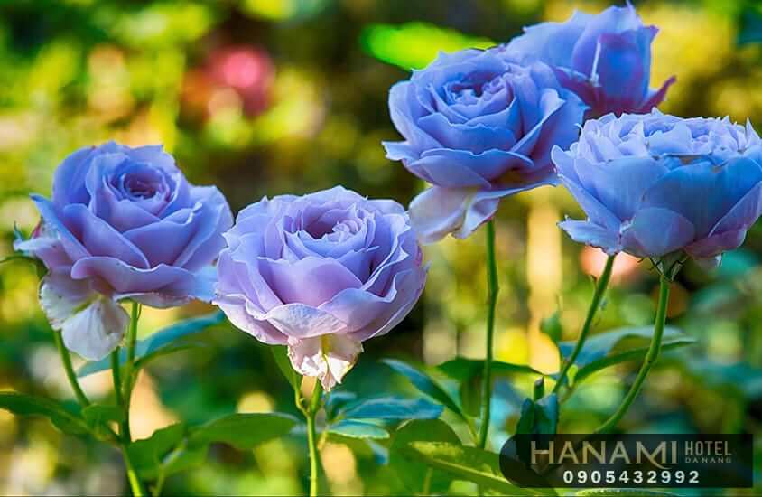 Các loại hoa hồng