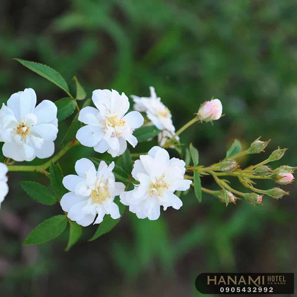 Các loại hoa hồng