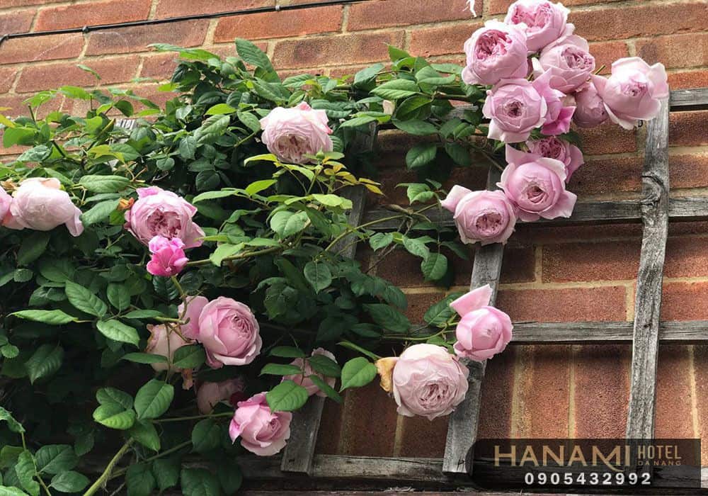 Các loại hoa hồng